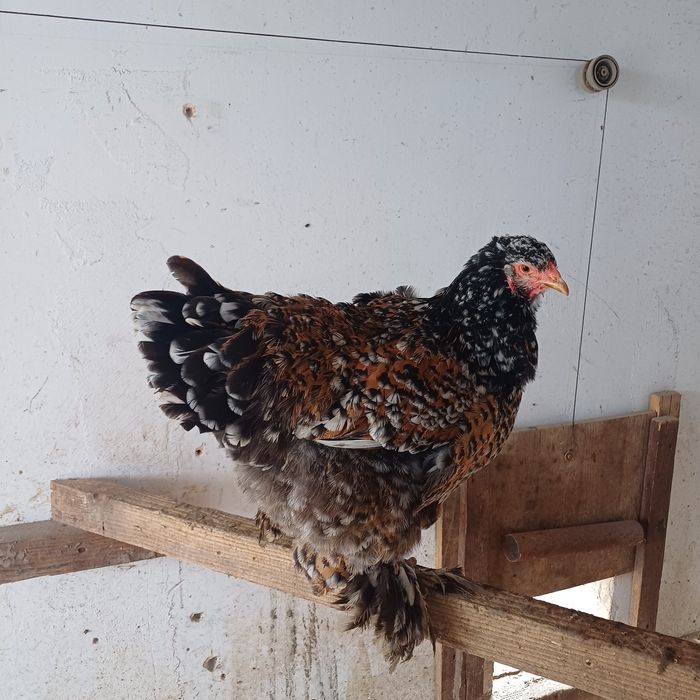 Brahma - oua pentru incubat