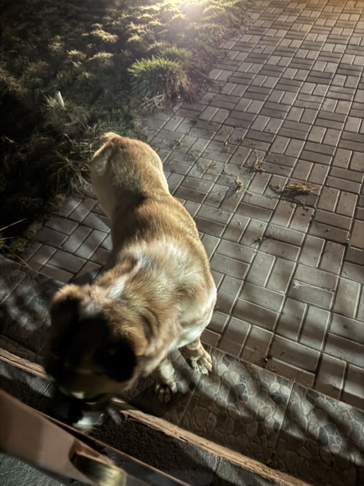 Найден Алабай в районе Коксай