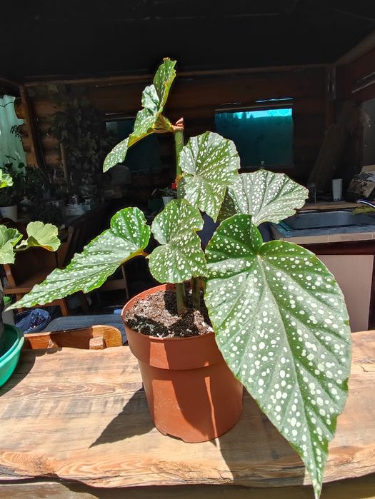 Бегония "крылья ангела"