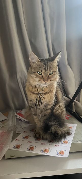 Кошечка ищет дом