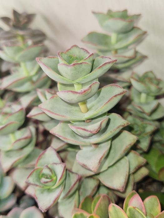 Крассулы,домашние цветы