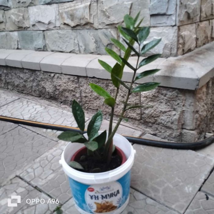 Цветы комнатные разные