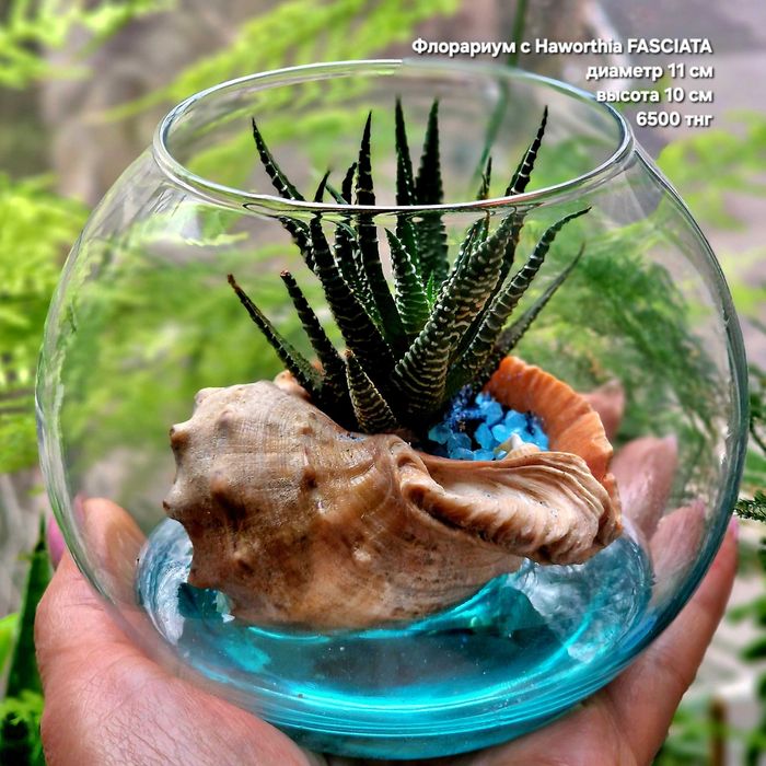 Флорариум, суккуленты