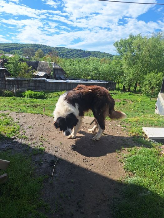 Ciobanesc de bucovina