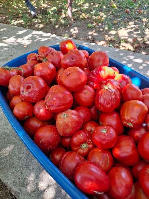 Roșii de vânzare