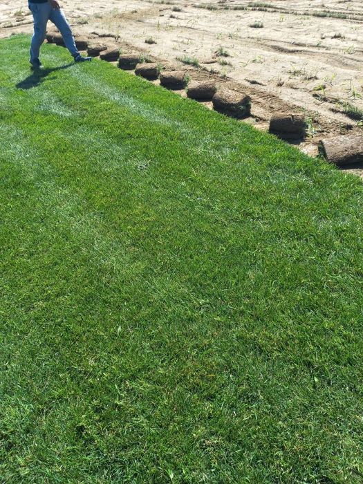 Газон Gazon оптом и в розницу