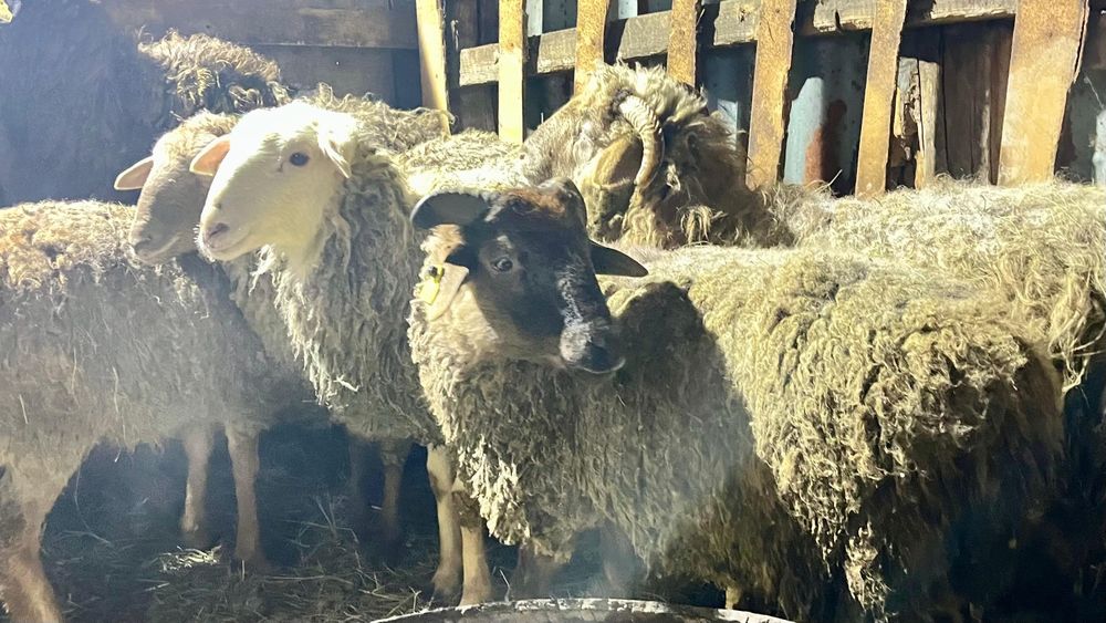 Продам молодых овечек