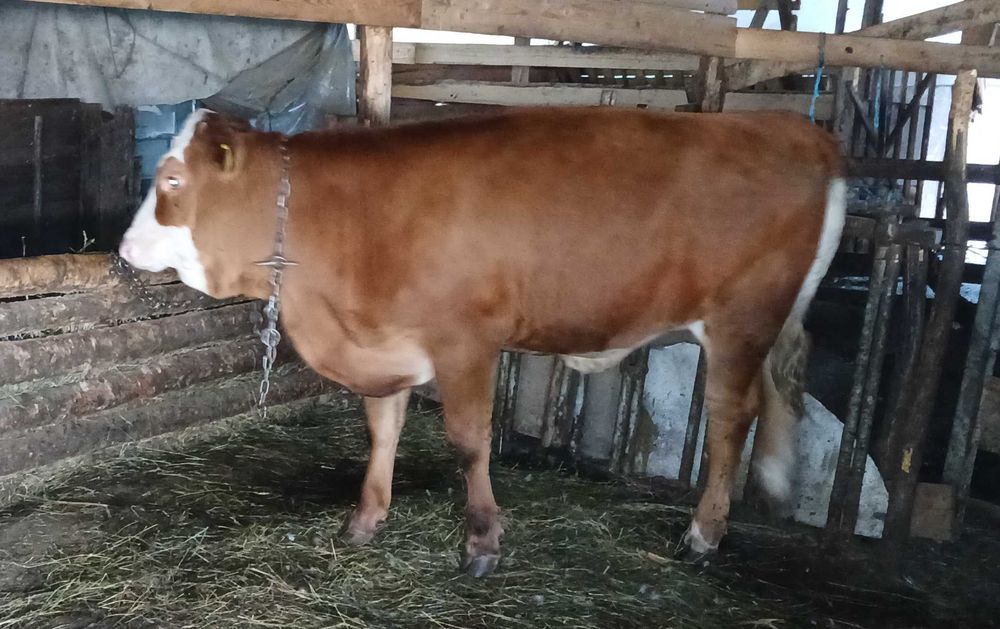 Vițea de vânzare de 7 luni din vacă bună de lapte