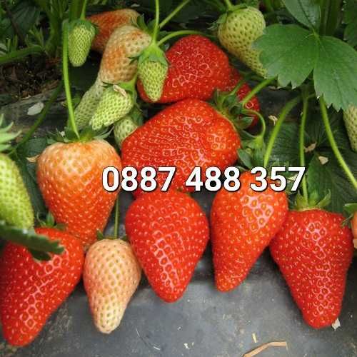 Продавам качествен разсад ягоди