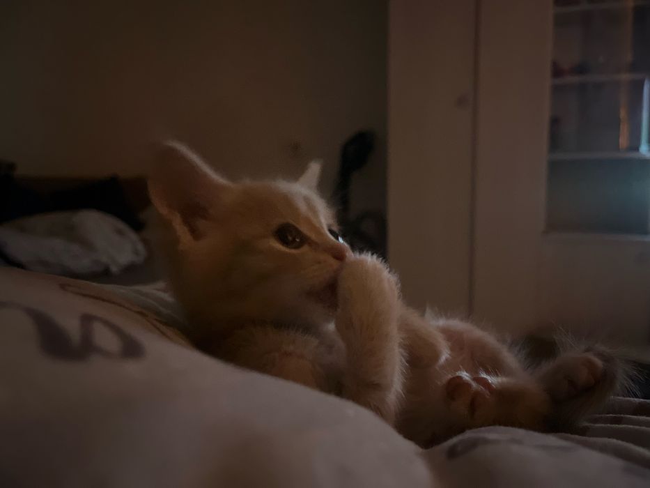 Отдам котенка в добрые руки