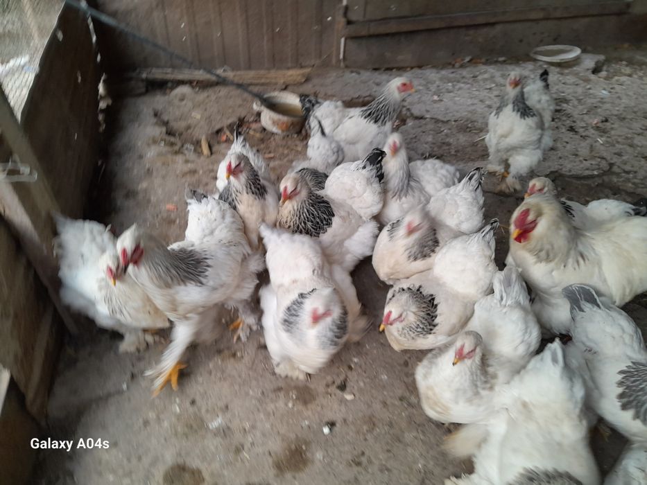 Инкубация учун Светлая брама тухум сотилади .