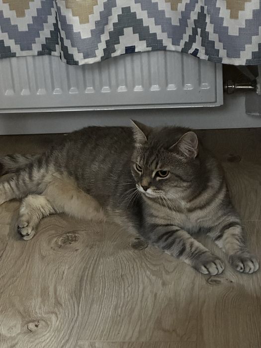 Передержка собак и кошек