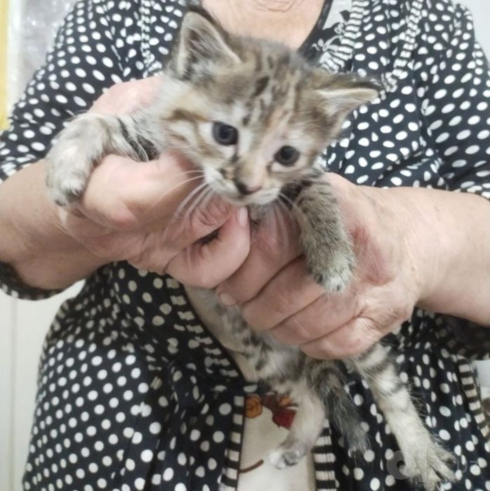 Котята бесплатно