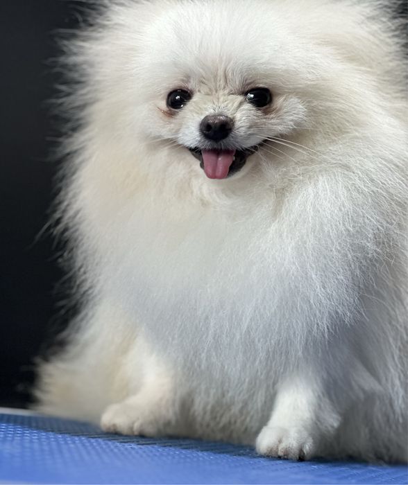 Померанский шпиц