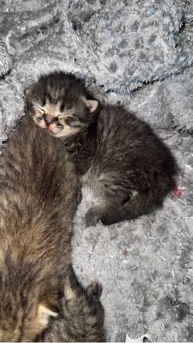 Маленькие котята