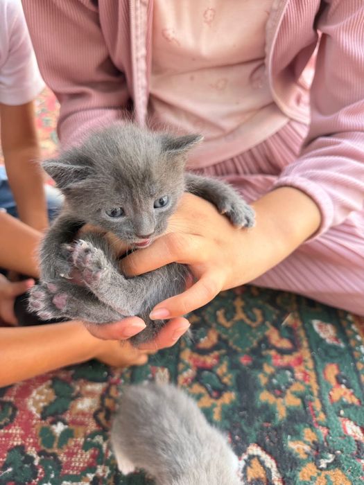 Маленькие котята в добрые руки