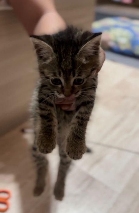 марғау британка+шотлондец/ мальчик