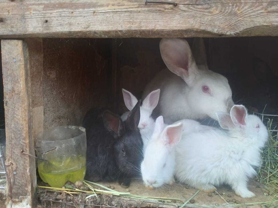 Продам кроликов, молодняк и взрослые