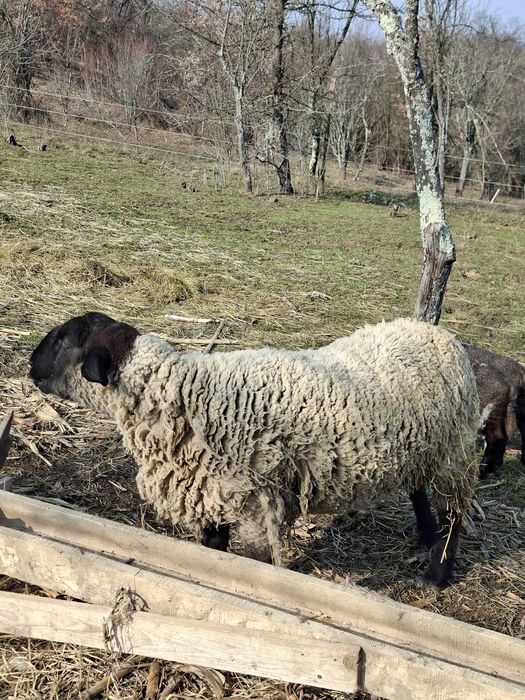 Vând berbec suffolk