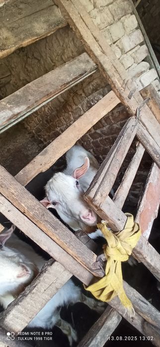 Toqol taka bor arenda yoki sotiladi