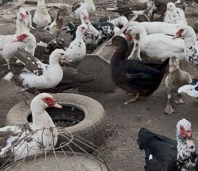 Индоутки разных возрастов