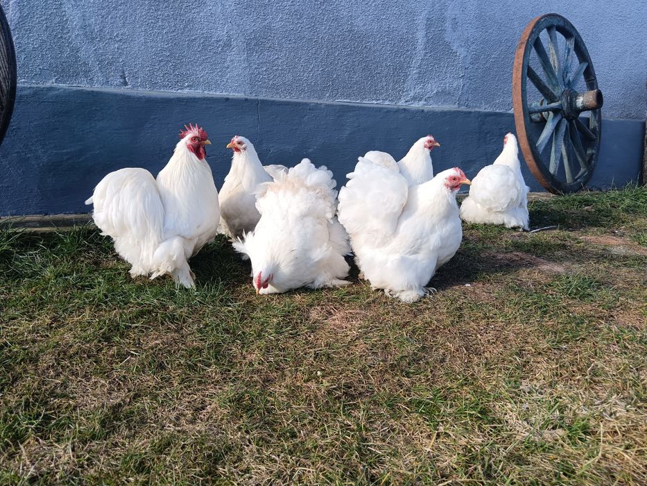 Oua incubat cochinchina pitic