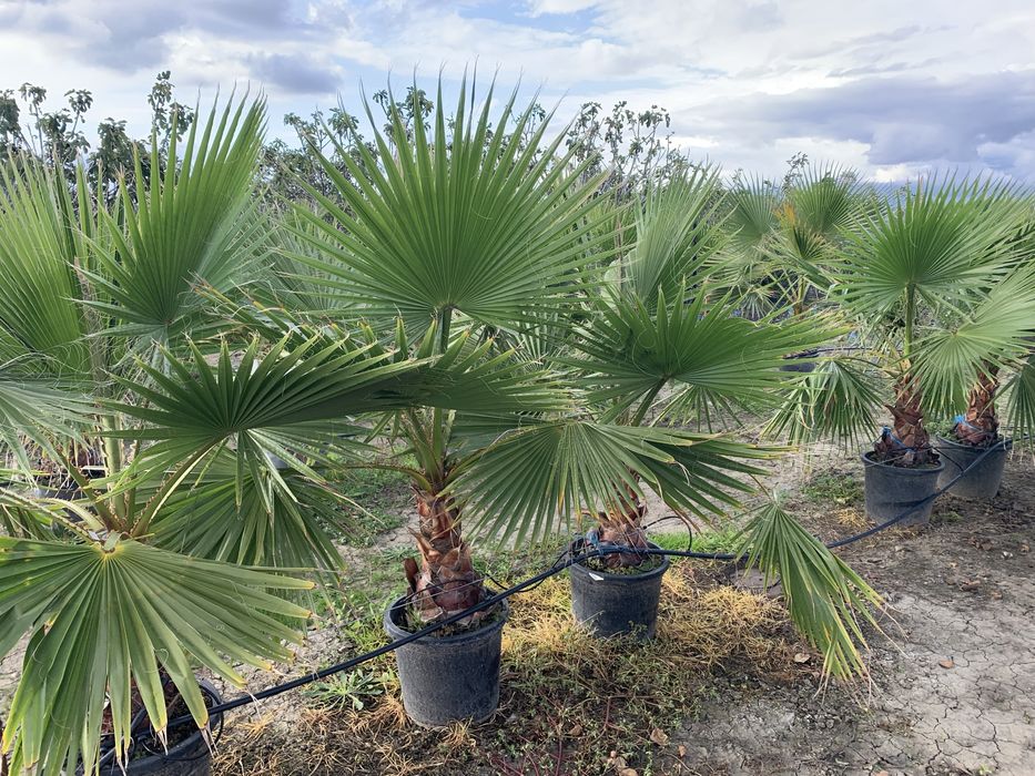 Palmier Washingtonia Robusta
