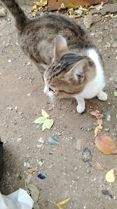 Котик в добрые руки