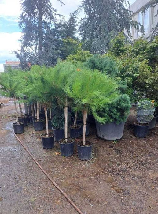 Plante Veșnic Verzi de Vârf – Aspect Compact și Bogat