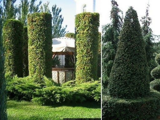 Топиарная искусство. Самшитларни ва хар хил арчаларни стрижка киламиз