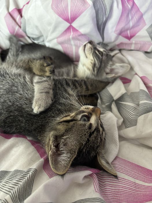 pui de pisici dau spre adoptie