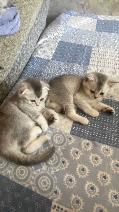 КОТЯТА Скоттиш-Страйт Вислоухие Скоттиш-Фолд