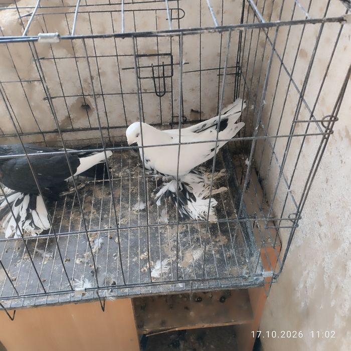 Голуби Сочи две пары