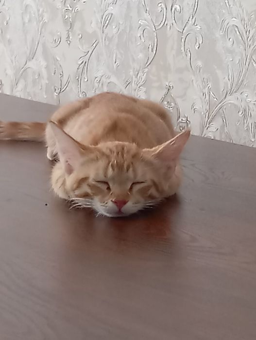 Mushuk hadyaga beriladi