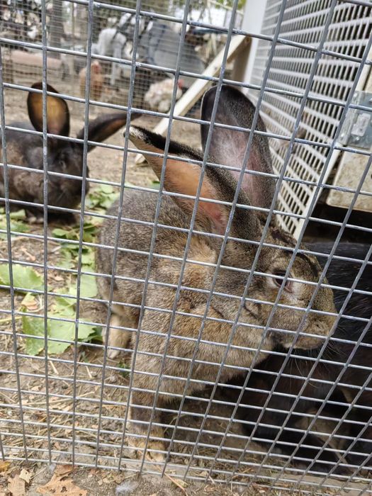 Iepuri uriaș german