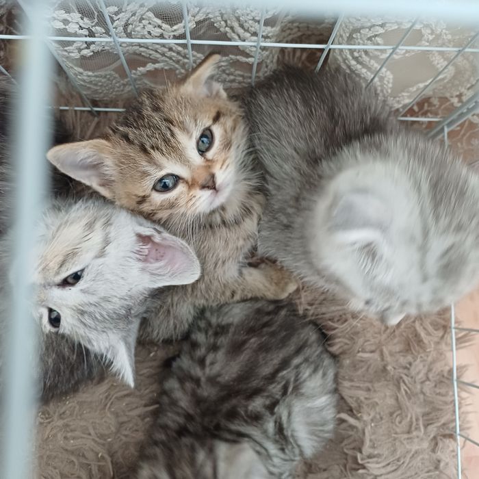 котята шотландцы