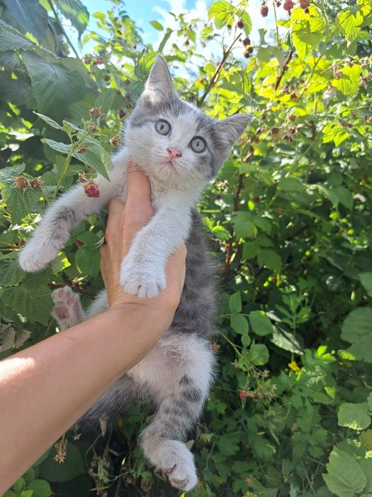Отдам котёнка 2 мес