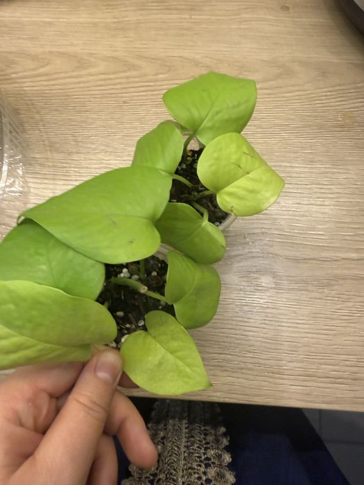 Эпипремнумы разные от 500 тг до 1500тг