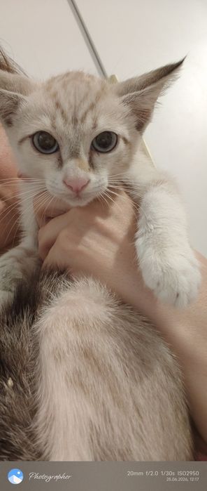 Девочка котенок Мия