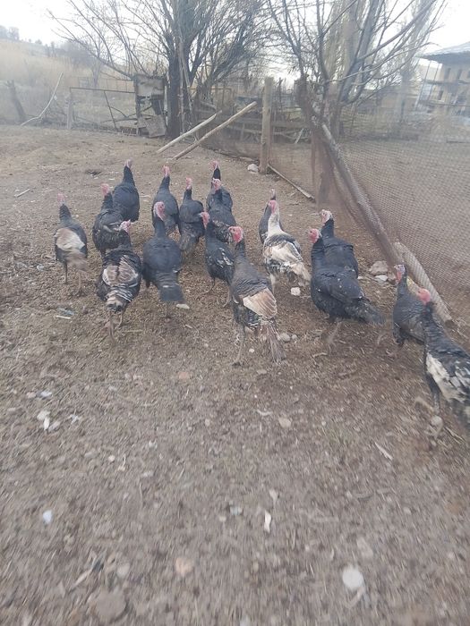 Осы куркелер сатылады