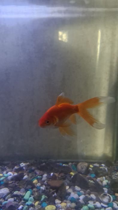 З о л о т ы е рыбки