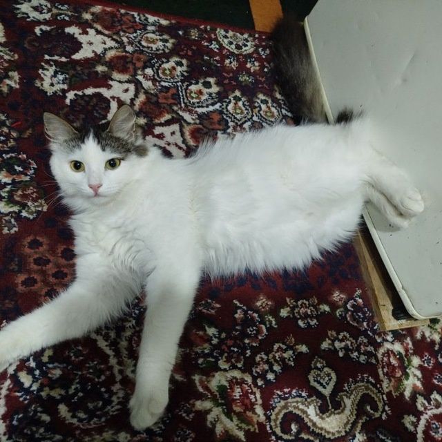 Молодая кошечка, нет года. Не стерилиз. Быстро обучается.