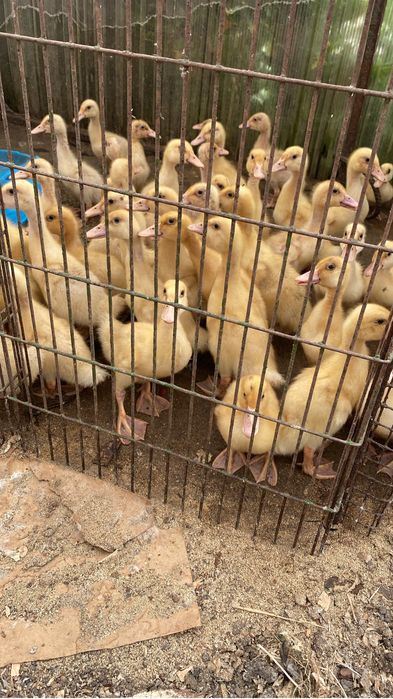 Продам подрощеную птицу