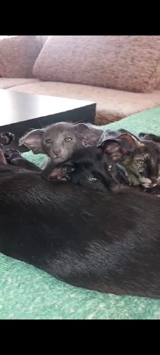 Ориентальные котята