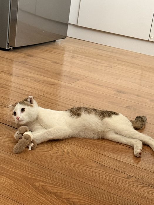 Отдадим кота в хорошие руки