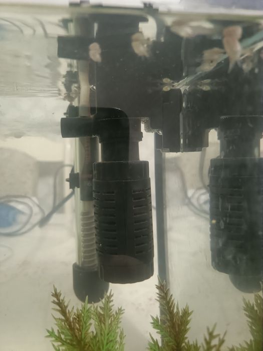 Ппродам гуппи мальков от 200 тенге