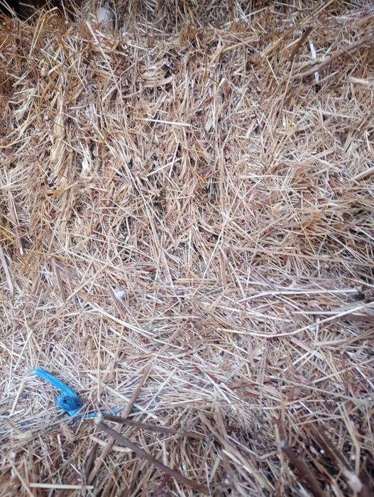 Fân, otavă, lucernă