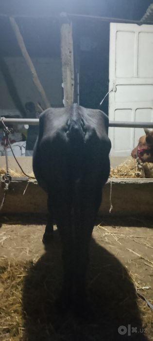 Ona bola sigir sotiladi kafolati bilan