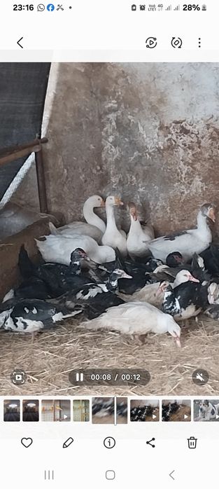 Продоется гуси семейка