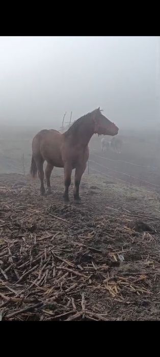 Manz de vânzar sau schimb cu balotiera sau tractoraș